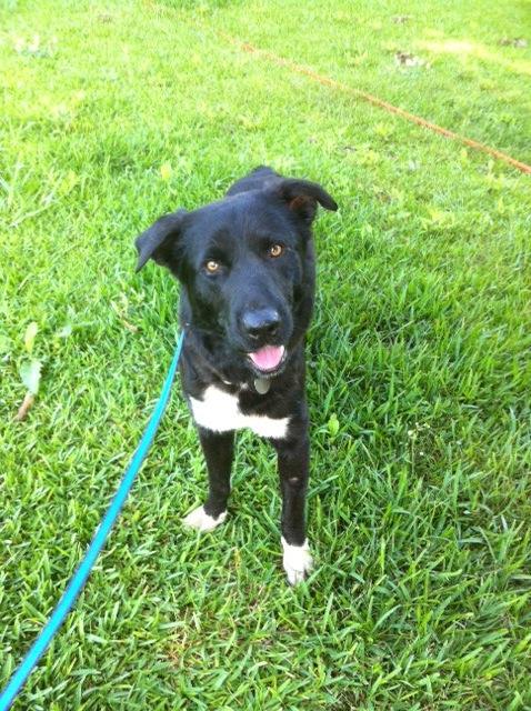 White Sox, an adoptable Labrador Retriever, Border Collie in Walker, LA, 70785 | Photo Image 1