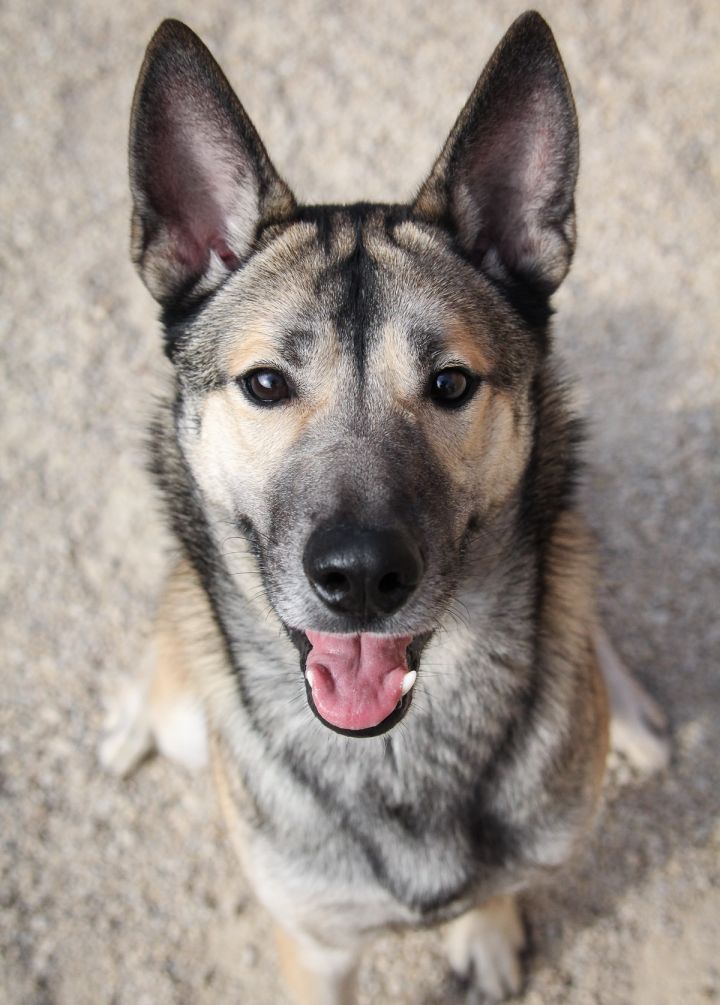 Dillion, an adopted Shepherd Mix in Winnipeg, MB_image-1