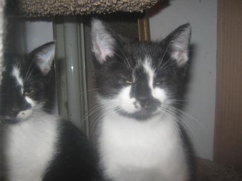 SKYLAR Snuggly kitty with bonded sister, an adoptable Tuxedo in Danville, CA, 94526 | Photo Image 3