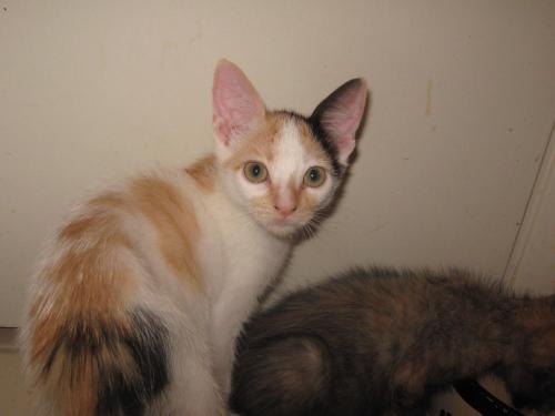 EVIE IS A CUDDLY PEOPLE KITTY, an adoptable Calico in Danville, CA, 94526 | Photo Image 2