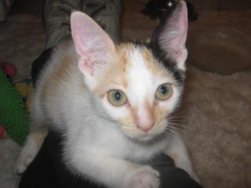 EVIE IS A CUDDLY PEOPLE KITTY, an adoptable Calico in Danville, CA, 94526 | Photo Image 3
