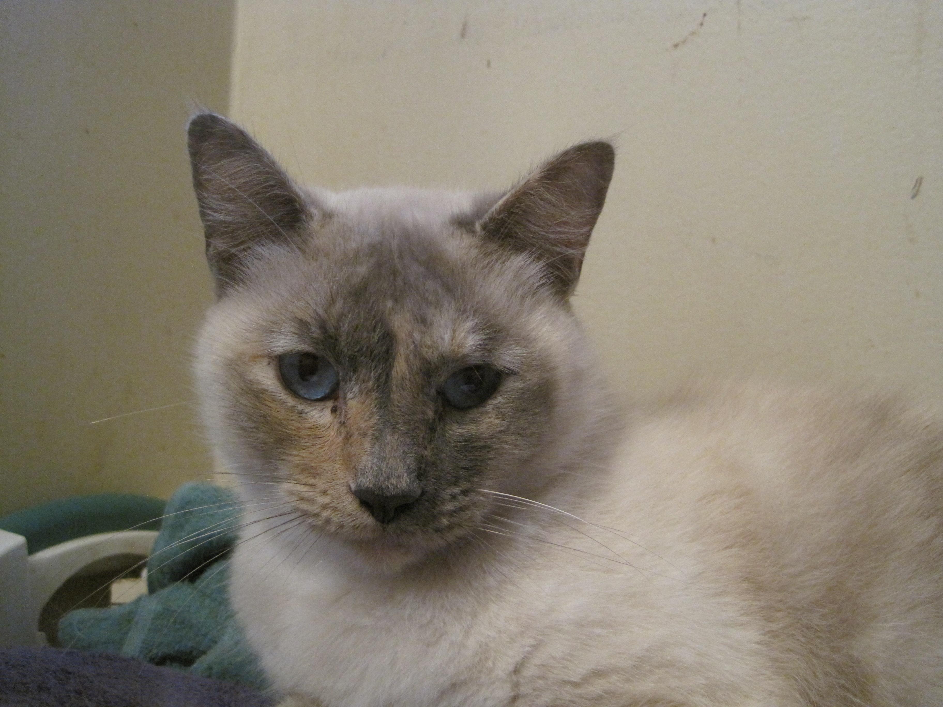 BELLA SIAMESE PEOPLE CAT, an adoptable Siamese, Tortoiseshell in Danville, CA, 94526 | Photo Image 1