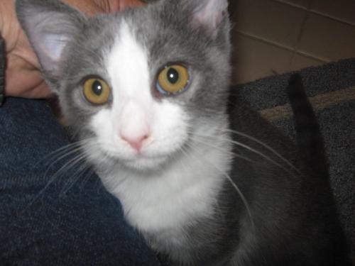 KANOODLE LOVES PEOPLE, an adoptable Domestic Short Hair in Danville, CA, 94526 | Photo Image 3