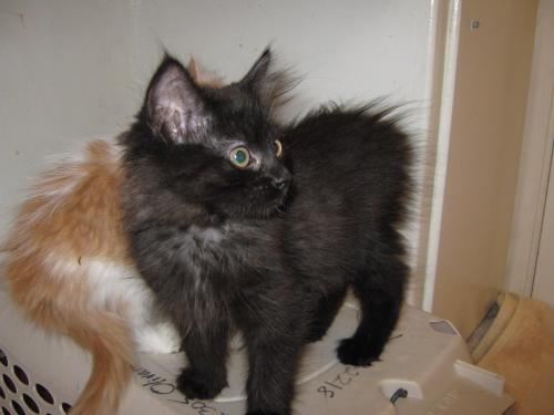 KHOL, LOVES PEOPLE, an adoptable Domestic Medium Hair in Danville, CA, 94526 | Photo Image 2