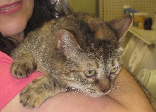 Spreckles Super friendly, Sweet as Sugar, an adoptable Tabby in Danville, CA, 94526 | Photo Image 3