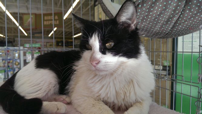 Beau - I'm a sweet quiet boy who needs my own family!