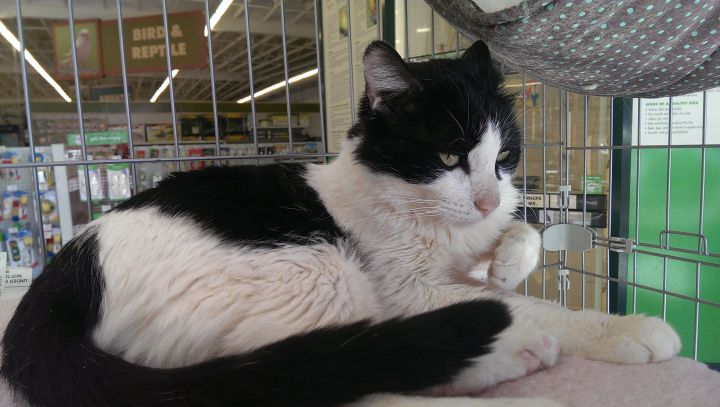 Beau - I'm a sweet quiet boy who needs my own family!, an adopted Domestic Short Hair in Fountain Valley, CA_image-3