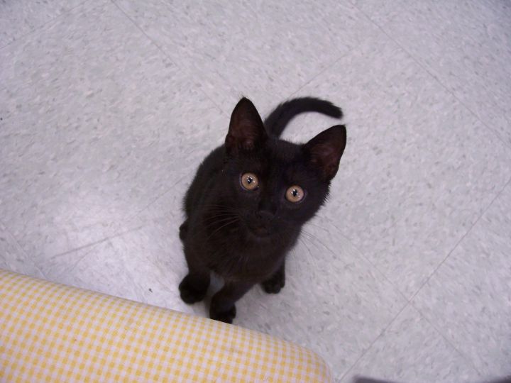 E.B., an adopted Domestic Short Hair Mix in Geneva, IL_image-2