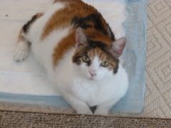 Gigi, an adoptable Calico in Middlebranch, OH, 44652 | Photo Image 1