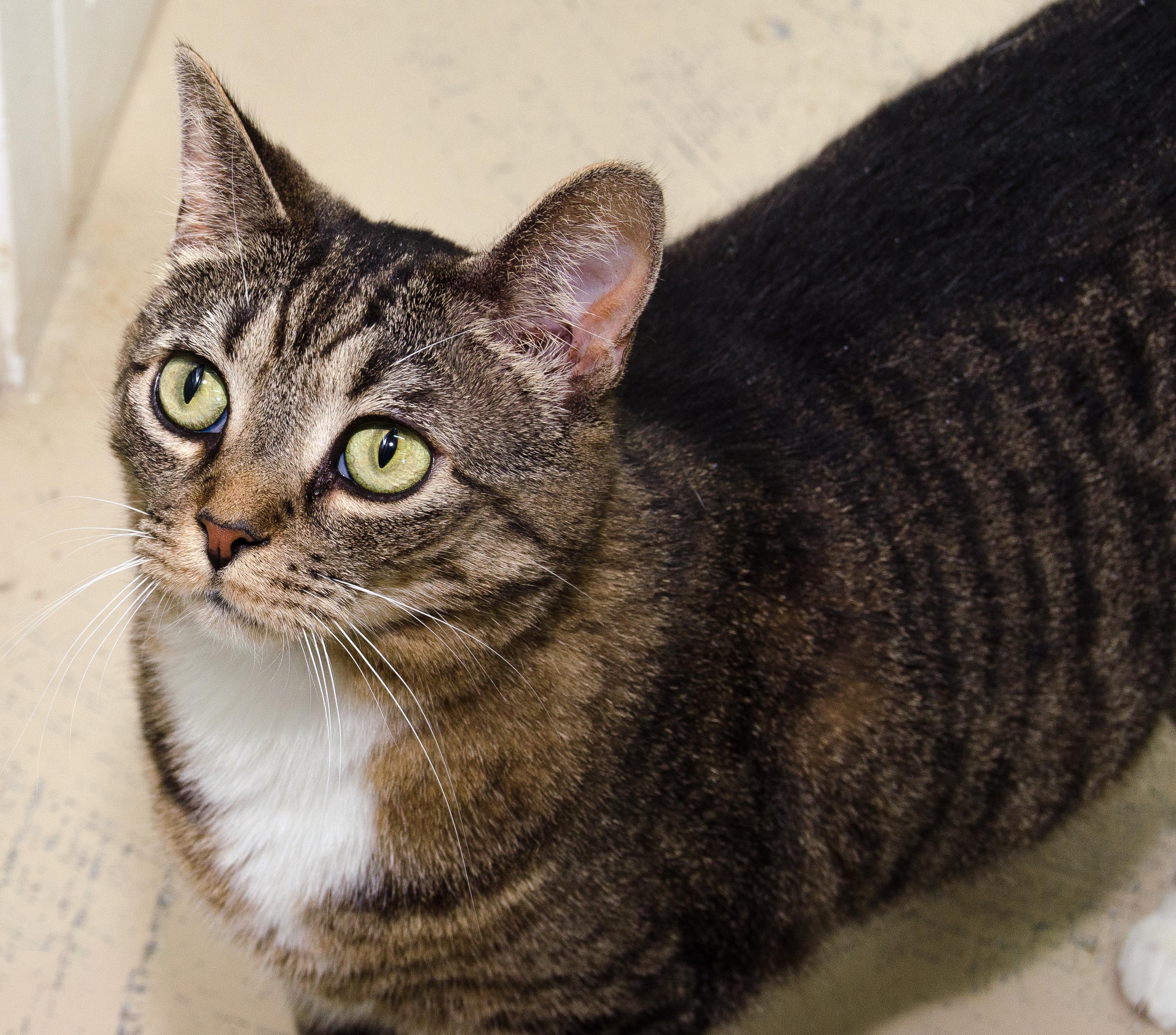 Cat for adoption - Kitty, a Domestic Short Hair in Myrtle Beach, SC