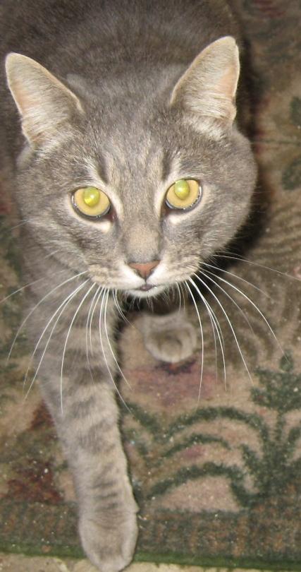 Schyler, an adoptable Domestic Short Hair, Tabby in Coos Bay, OR, 97420 | Photo Image 1