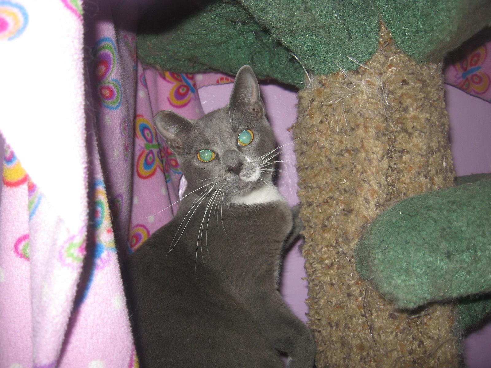 Cat for adoption Sacha, a Domestic Short Hair in Coos Bay, OR Petfinder