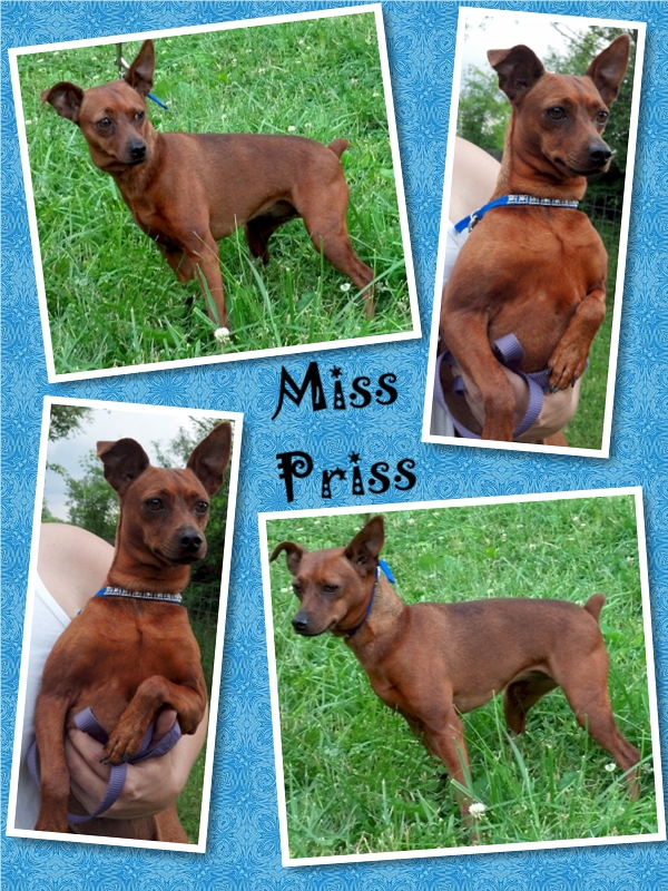 Miss Priss detail page