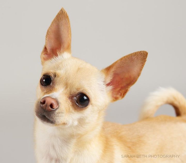 Tina, an adopted Chihuahua Mix in Minneapolis, MN_image-1