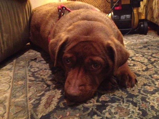 Sasha (LOCAL MA 6/15/13), an adopted Labrador Retriever Mix in Warren, RI_image-2