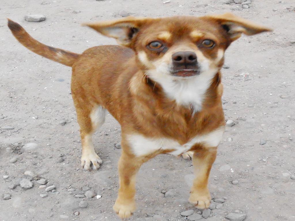 DOLLY, an adoptable Chihuahua in San Diego, CA, 92153 | Photo Image 1