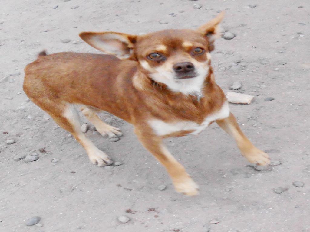 DOLLY, an adoptable Chihuahua in San Diego, CA, 92153 | Photo Image 2