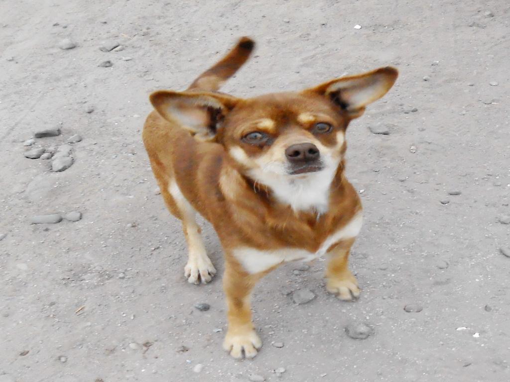 DOLLY, an adoptable Chihuahua in San Diego, CA, 92153 | Photo Image 3