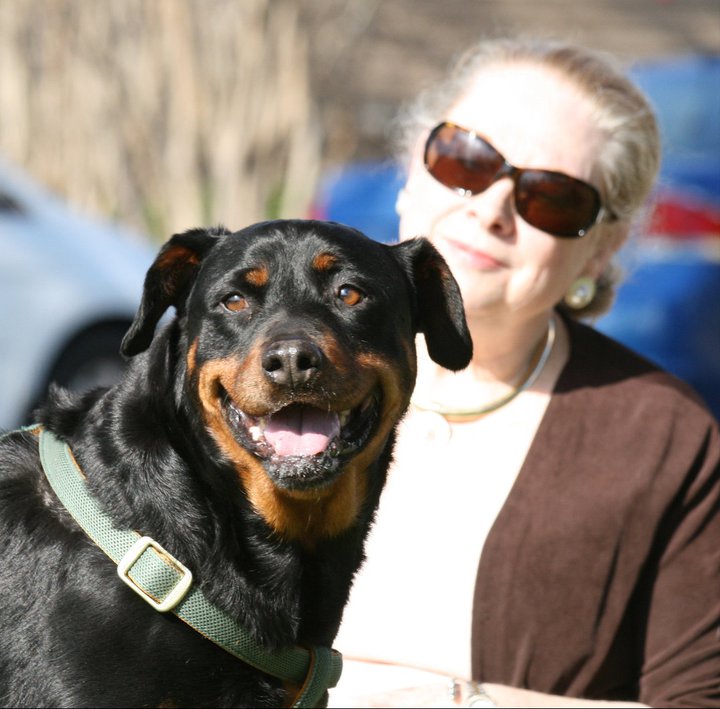 MOLLY--AN ANGEL, FOSTERS NEEDED! , an adoptable Rottweiler in Holly Springs, MS, 38635 | Photo Image 1
