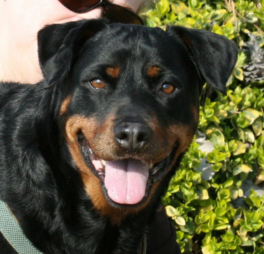 MOLLY--AN ANGEL, FOSTERS NEEDED! , an adoptable Rottweiler in Holly Springs, MS, 38635 | Photo Image 2