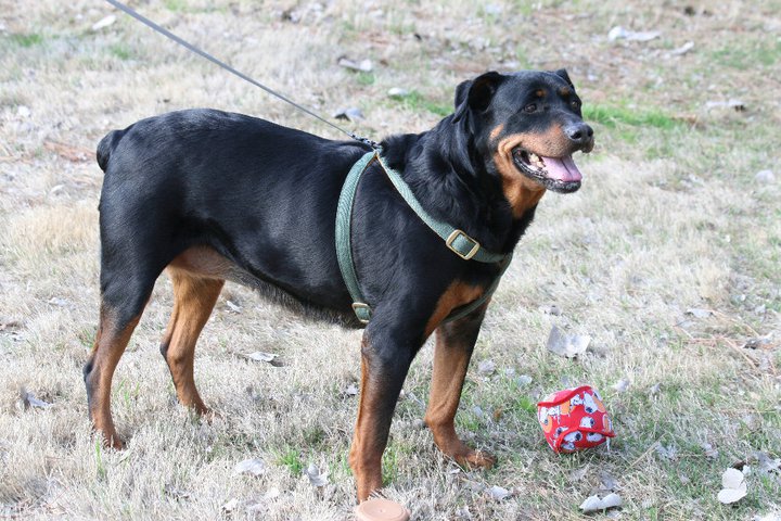 MOLLY--AN ANGEL, FOSTERS NEEDED! , an adoptable Rottweiler in Holly Springs, MS, 38635 | Photo Image 3
