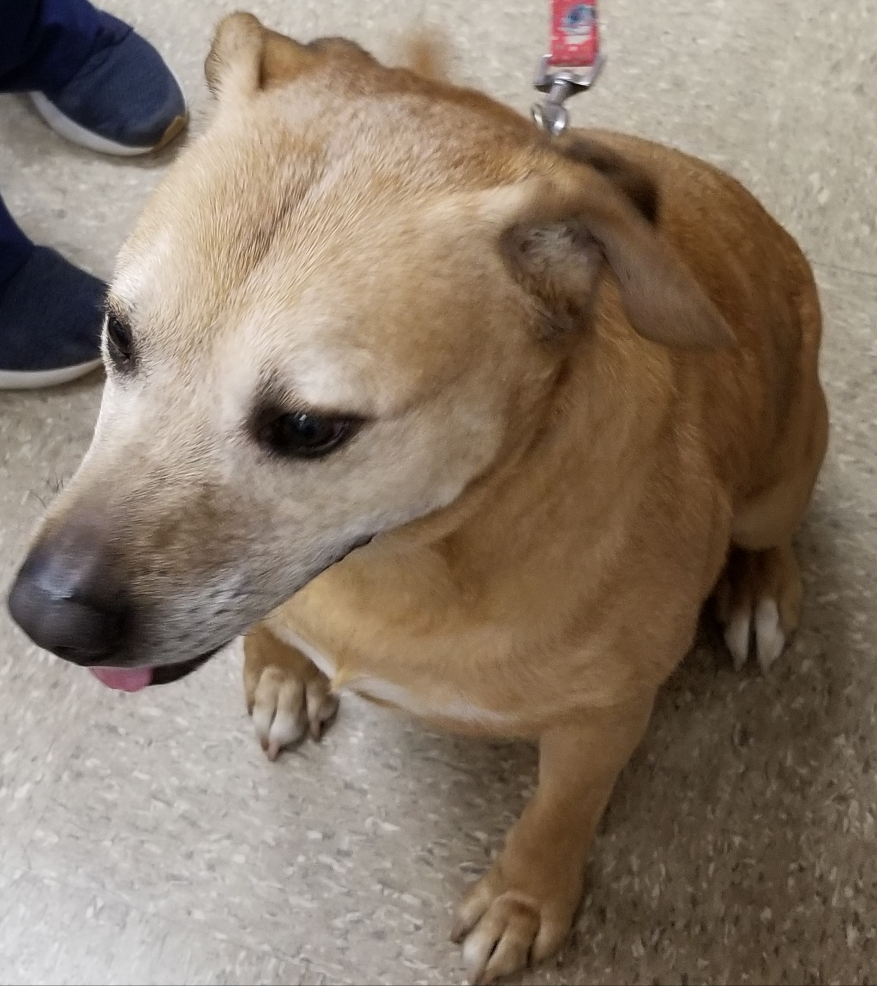 MIKEY, an adoptable Labrador Retriever, Pit Bull Terrier in Anna, IL, 62906 | Photo Image 1