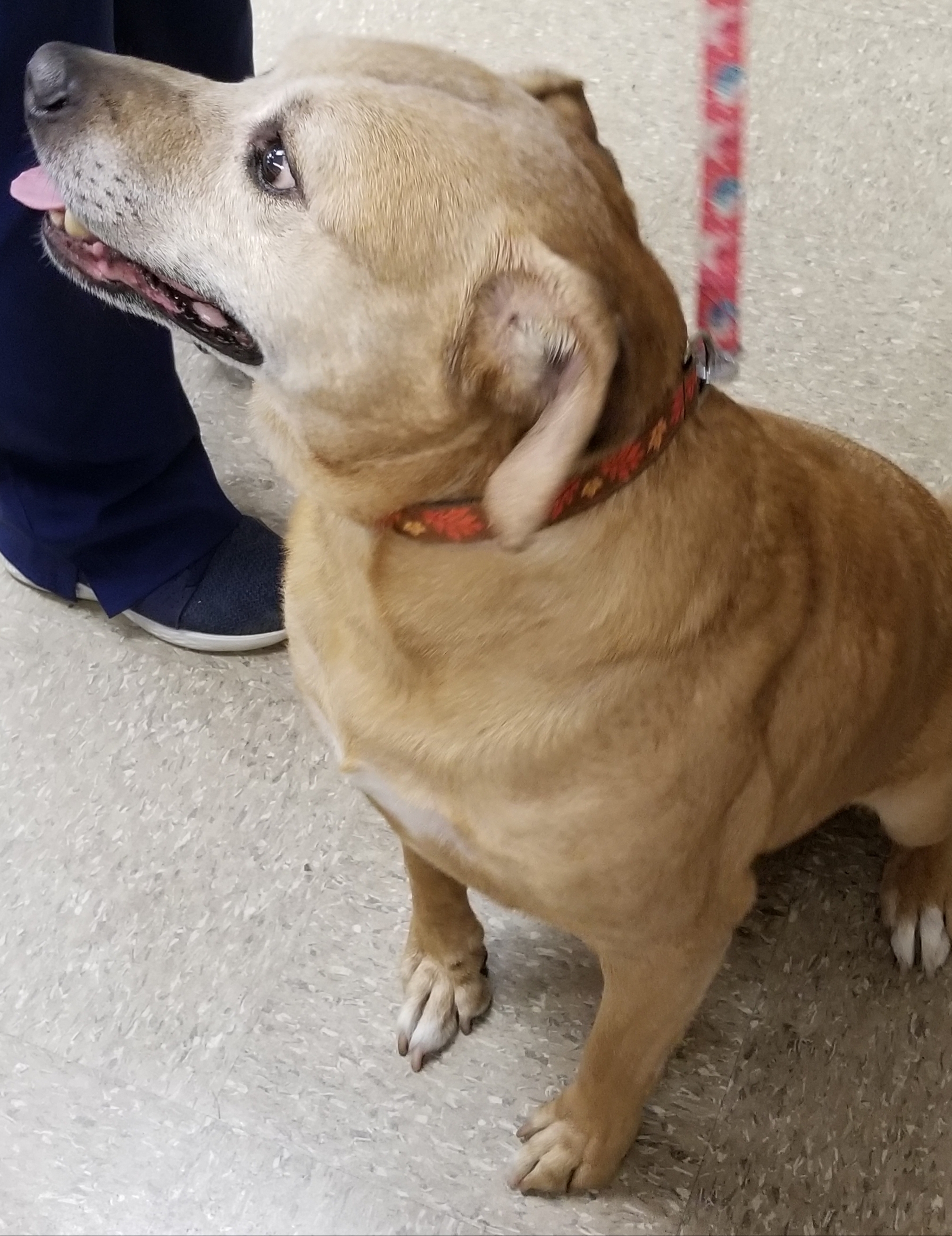 MIKEY, an adoptable Labrador Retriever, Pit Bull Terrier in Anna, IL, 62906 | Photo Image 3