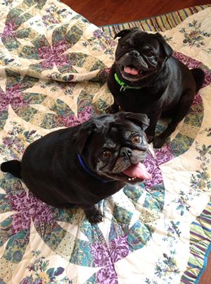 Pug Sisters Gigi And Rosie detail page