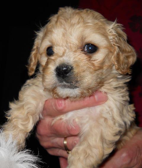 Cavapoo Puppies Adopted detail page