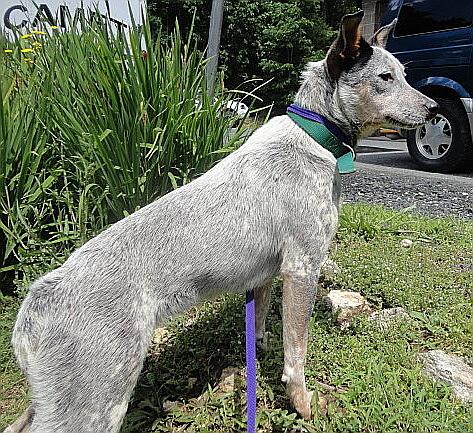 Miss Kay, an adopted Australian Cattle Dog / Blue Heeler Mix in Spruce Pine, NC_image-2