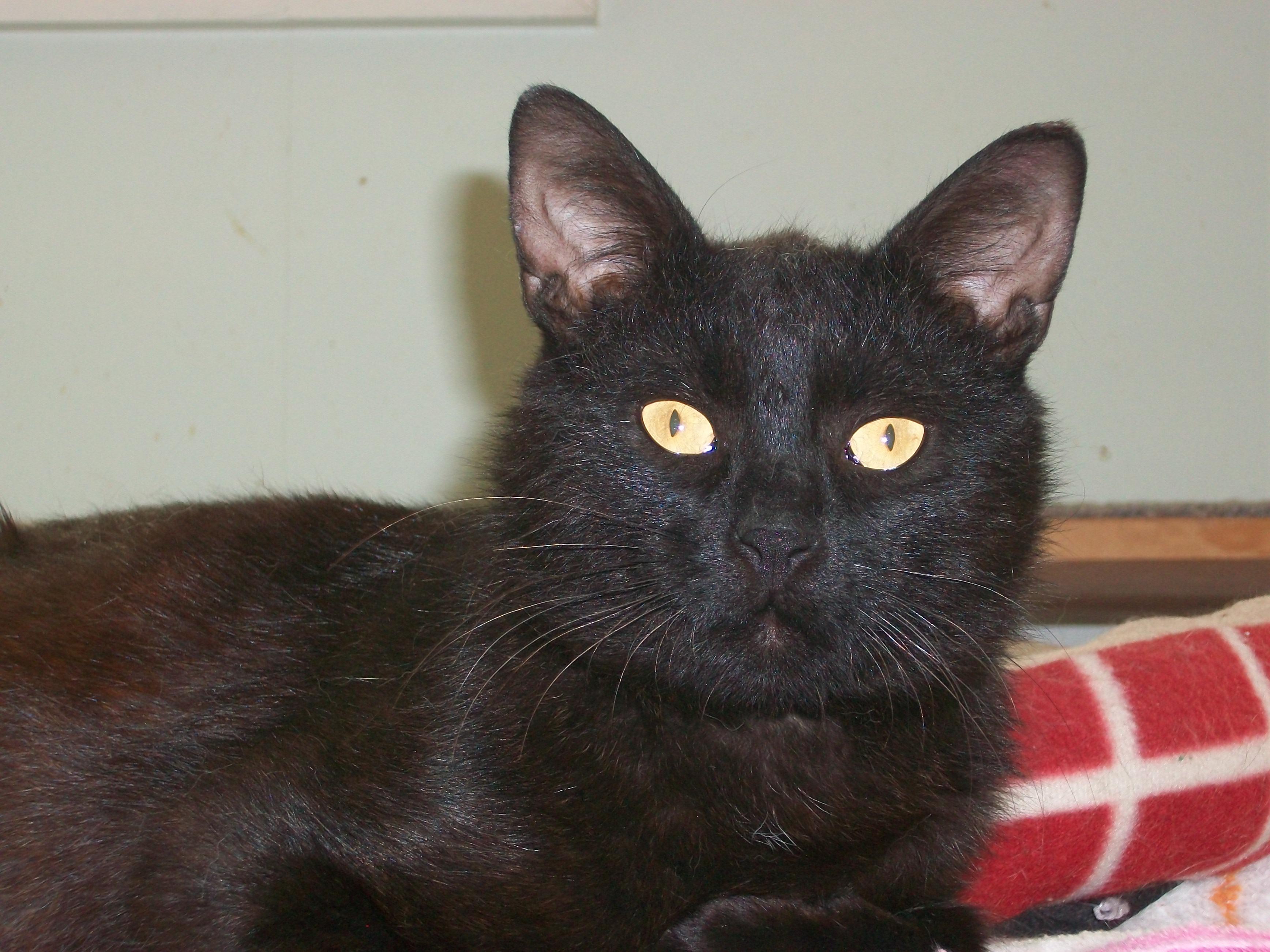 Tyler, an adoptable Domestic Short Hair in Watsontown, PA, 17777 | Photo Image 1