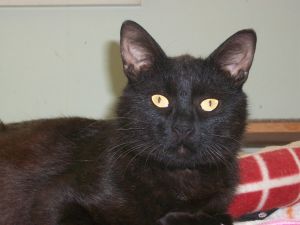 Tyler, Adult Male unknown