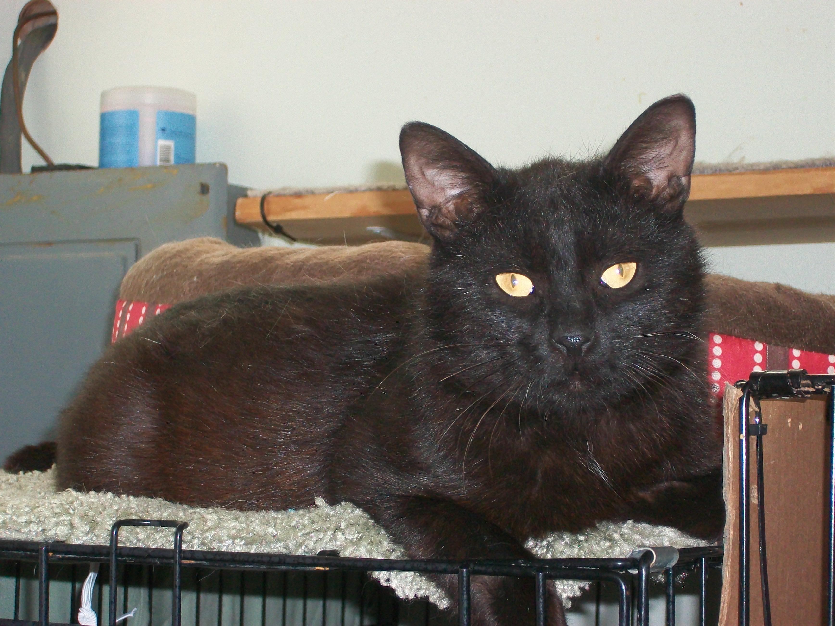 Tyler, an adoptable Domestic Short Hair in Watsontown, PA, 17777 | Photo Image 2
