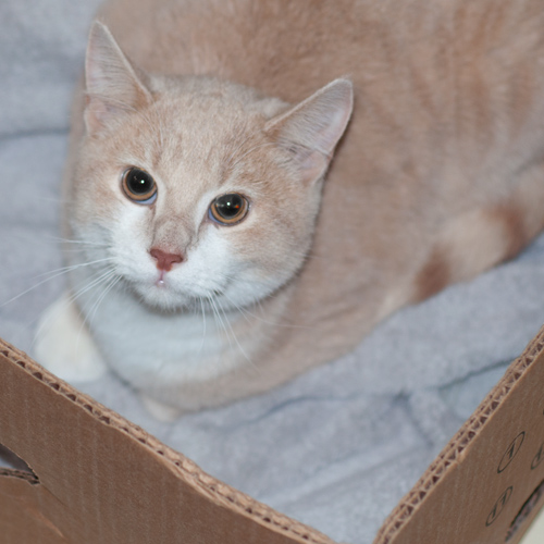 Buffy, an adoptable Domestic Short Hair in New Martinsville, WV, 26155 | Photo Image 2