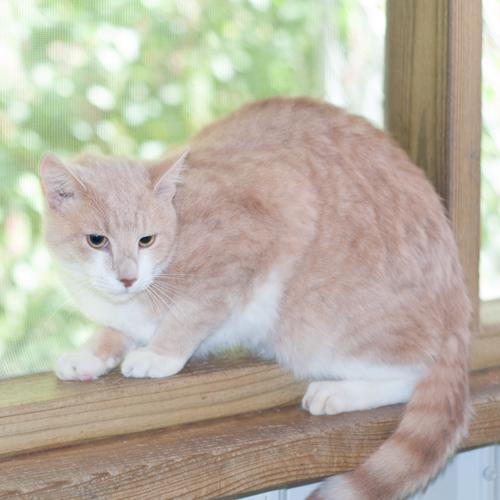 Buffy, an adoptable Domestic Short Hair in New Martinsville, WV, 26155 | Photo Image 1