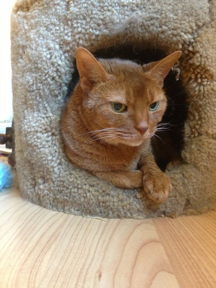 Elsa, an adopted Abyssinian in Columbus, OH_image-1