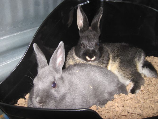 Harrington Rabbits (2)