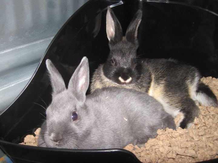 Harrington Rabbits (2) 1