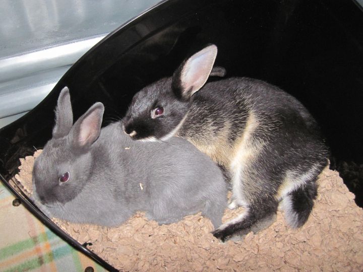 Harrington Rabbits (2) 2