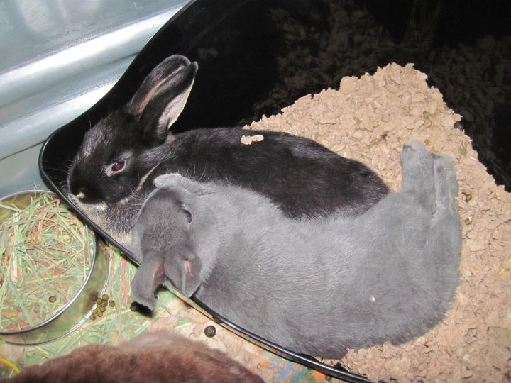 Harrington Rabbits (2) 3