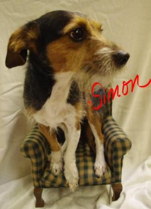 517//Simon//6 adopted