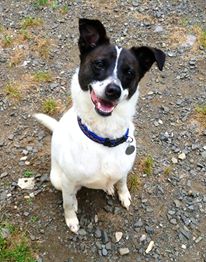 Berkley, an adopted Rat Terrier & Terrier Mix in New Milford, CT_image-1