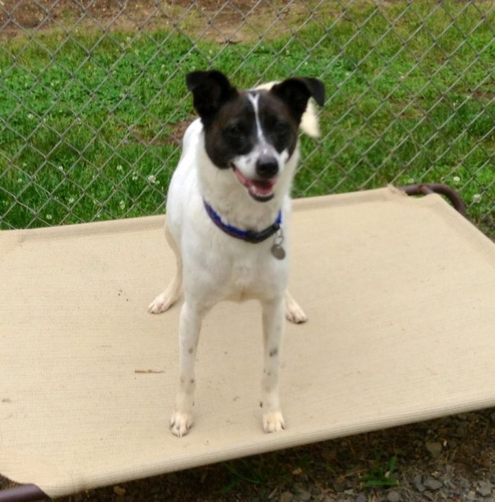 Berkley, an adopted Rat Terrier & Terrier Mix in New Milford, CT_image-2