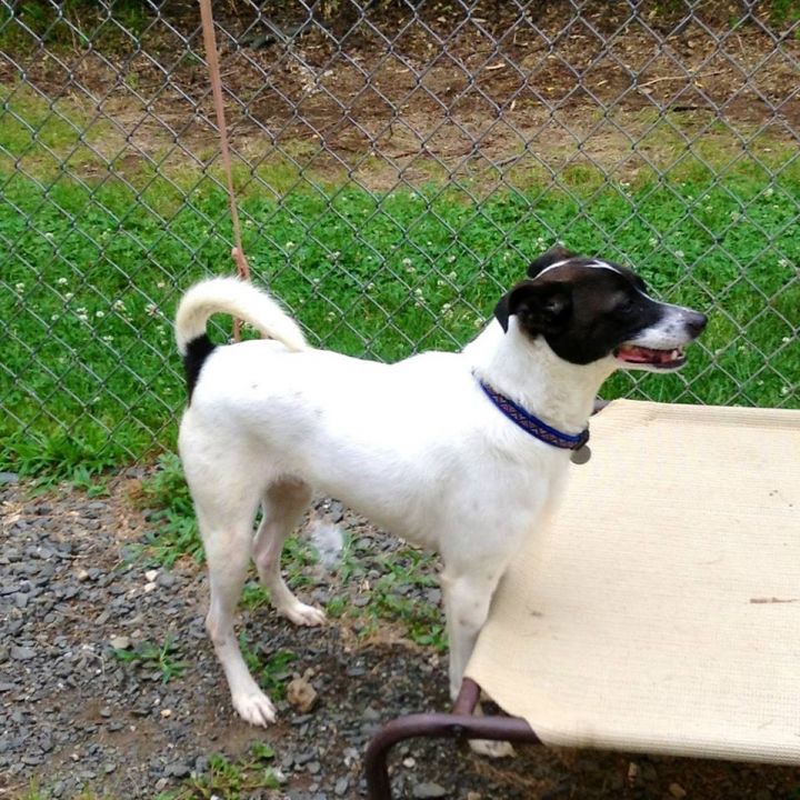 Berkley, an adopted Rat Terrier & Terrier Mix in New Milford, CT_image-3