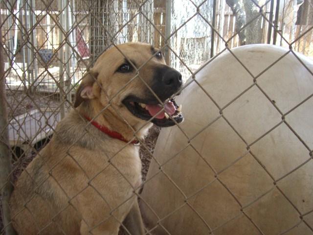 Prince Romeo, an adoptable Yellow Labrador Retriever, Shepherd in Fair Oaks Ranch, TX, 78015 | Photo Image 4