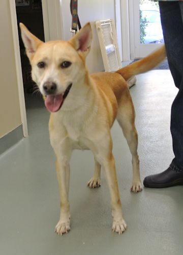 Sheba, an adoptable Labrador Retriever, Shepherd in Rock Hill, SC, 29731 | Photo Image 1