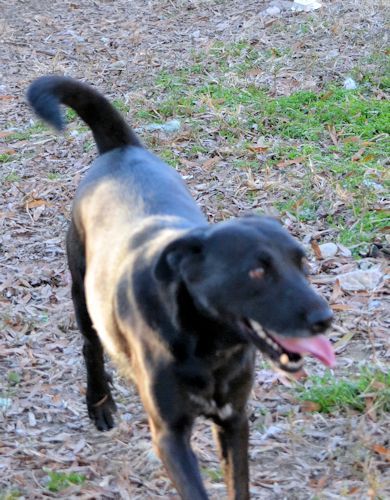 Margo, an adoptable Labrador Retriever in Rock Hill, SC, 29731 | Photo Image 1