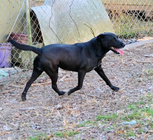 Margo, an adoptable Labrador Retriever in Rock Hill, SC, 29731 | Photo Image 2