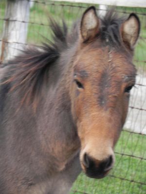Stanley, Adult Female unknown