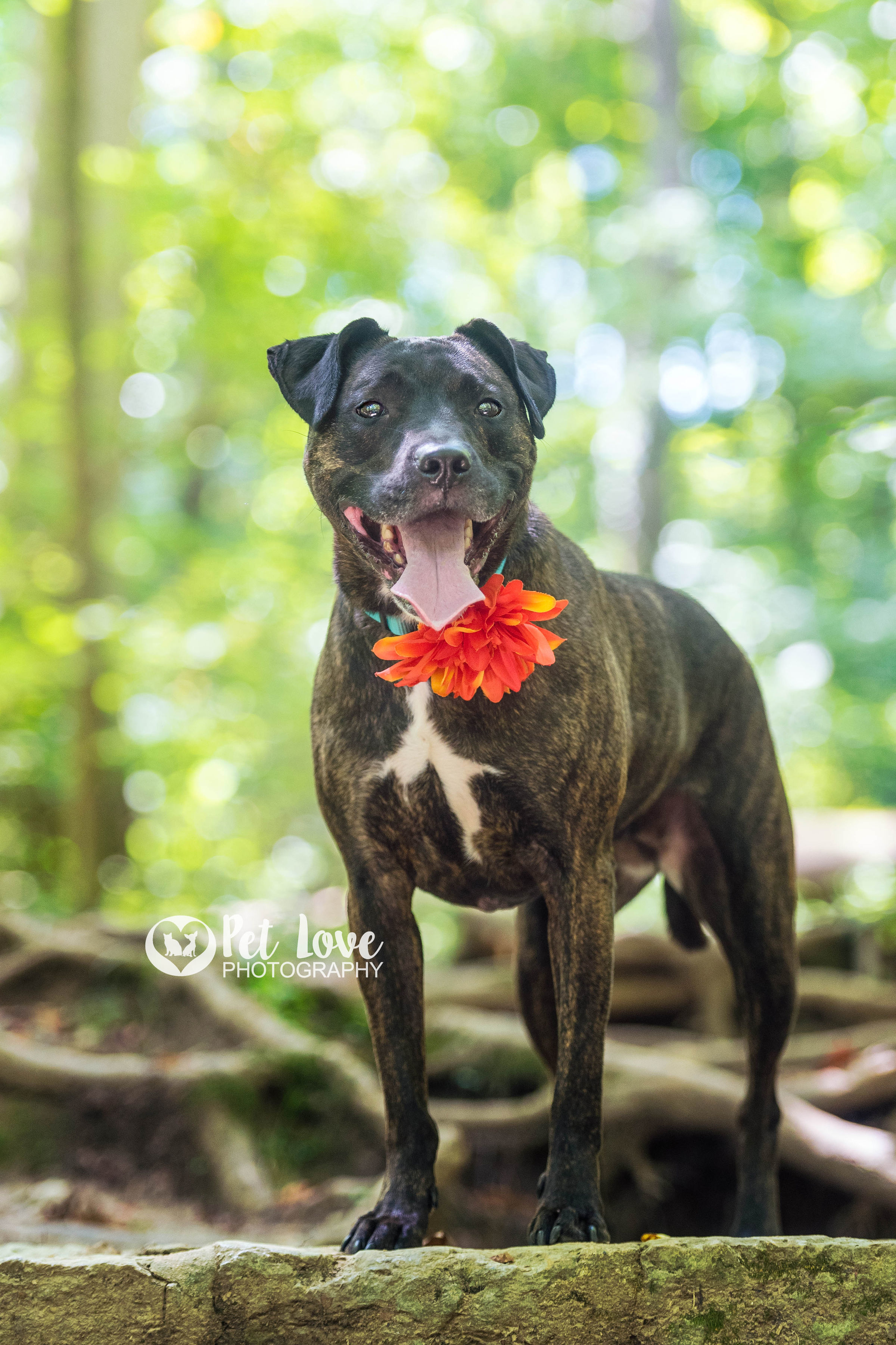 Lexi, an adoptable Pit Bull Terrier in Covington, KY, 41015 | Photo Image 3